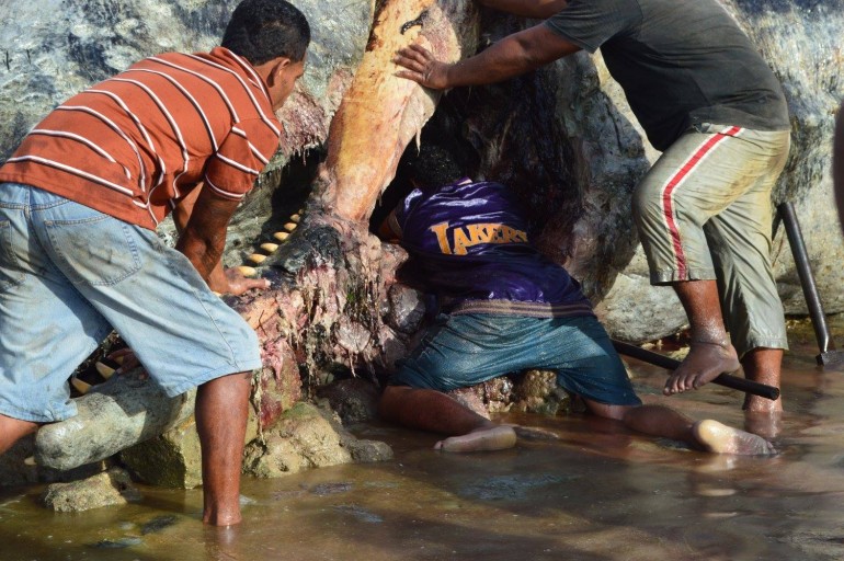 Kepu Noa and locals removing teethe and bones from the sperm whale that had probably been dead for some time before washing ashore.Photo/Supplied