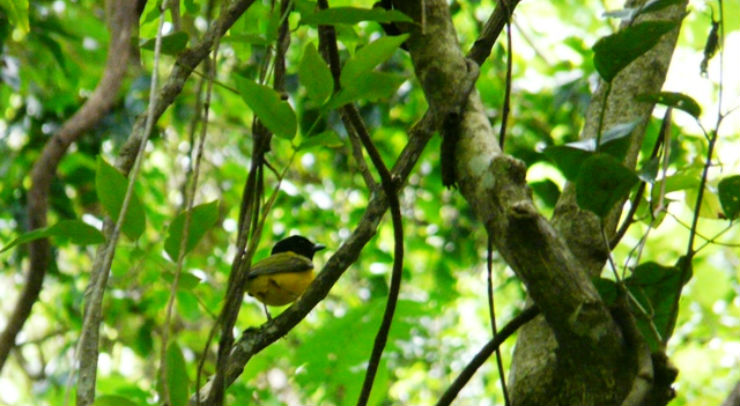 Success saving Tonga's rarest bird - Kaniva Tonga News