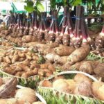 Tonga Show
