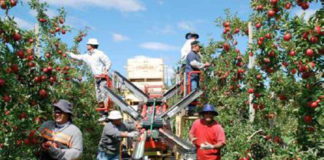 52 seasonal workers in Fiji to work in NZ