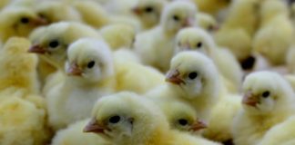 Thousands baby ducks and chickens distributed to promote healthy lifestyle