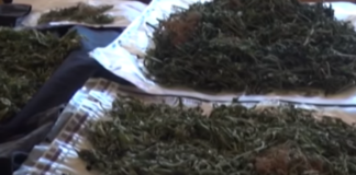 Boy ,14, and woman among five arrested with marijuana