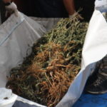 Cannabis in Eua