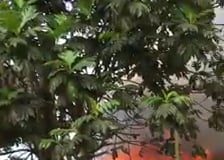 House engulfed in flames when firefighters arrive in Havelu Loto