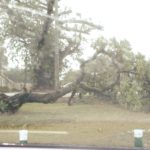 Strong Winds in Tongatapu