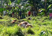 Photos of dead cows in Vavaʻu spark outrage on social media