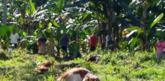 Photos of dead cows in Vavaʻu spark outrage on social media