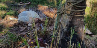 Cow’s head and intestine found at tax allotment treated as suspicious