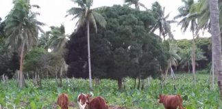 More cows damage plantations in Vava’u as bill rushed to Parliament