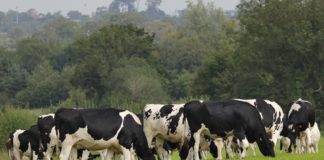 Biogas generators could help bring down electricity costs say visiting German scientists