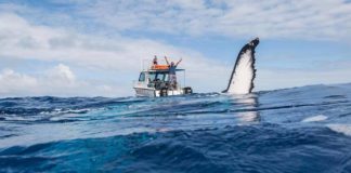 US tourists fall victim to Vava‘u booking scams