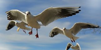 Traditional knowledge of the sea could help improve seasonal forecasts