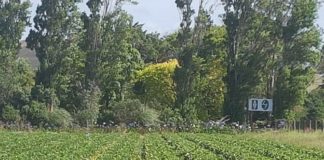 Tongan seasonal worker dies in Australia