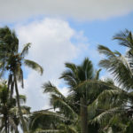 Coconut palms
