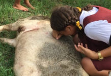 Complaint lodged with Police; agony as family lose second pet to hunters