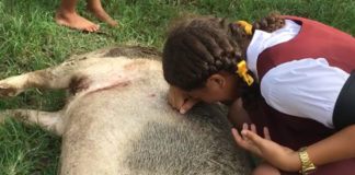 Complaint lodged with Police; agony as family lose second pet to hunters