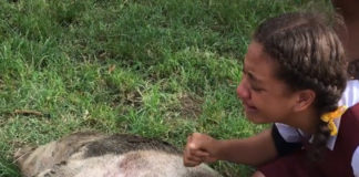 Heartbreaking video of girl crying after her pet pig was found shot dead