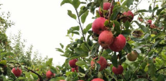 Tongan fruit picker charged with murder in Australia after Vanuatu man’s death