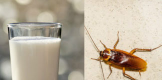 ‘Cockroach milk’ is latest superfood trend