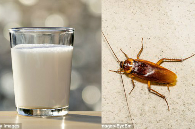 'Cockroach milk' is latest superfood trend - Kaniva Tonga News