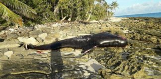 Whales found ‘shot in head’ in ‘Ata island