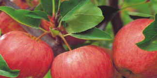 Migrant fruit and vegetable workers suffer from wage theft says new Australian report