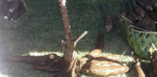 New cassava varieties displayed during Vava‘u Agricultural show