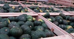 Tongan exporter aims to meet Chinese order for hundreds of tonnes of squash
