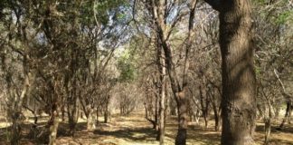 Harvesting and exporting of sandalwood still being prohibited, MAF warns