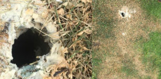 Tongan family ‘disheartened’ by damages to mother’s grave in Auckland