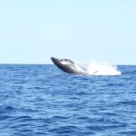 Whale in Vava’u by Akosita Lavulavu 1