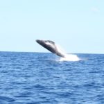 Whales in Vava’u by Akosita Lavulavu