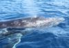 Boat that sank with Anglican delegates in Tonga was unlicensed, Tourism Ministry says