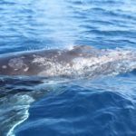 Whales in Vava’u by Akosita Lavulavu 2