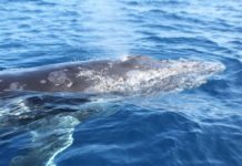 Boat that sank with Anglican delegates in Tonga was unlicensed, Tourism Ministry says