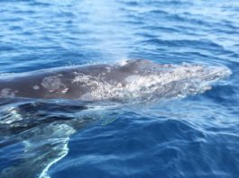 Boat that sank with Anglican delegates in Tonga was unlicensed, Tourism Ministry says