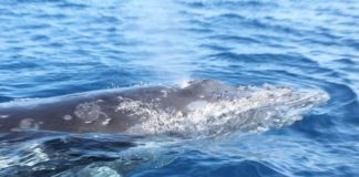 Boat that sank with Anglican delegates in Tonga was unlicensed, Tourism Ministry says