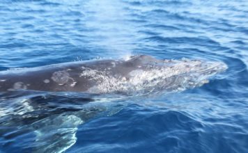Boat that sank with Anglican delegates in Tonga was unlicensed, Tourism Ministry says