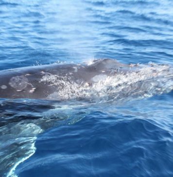 Boat that sank with Anglican delegates in Tonga was unlicensed, Tourism Ministry says
