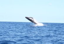 NZ whale recovery echoes Tonga’s debate over traditional diets and NCD crisis