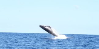 Court rejects request for injunction on assets from former business partner