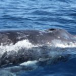 Whales in Vava’u by Akosita Lavulavu 4