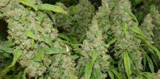 Man growing cannabis in Tongatapu spared jails because his wife is sick