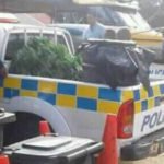 Six men arrested in Vava‘u after 2665 cannabis plants, gun, ammo seized