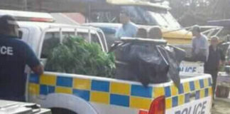 Six men arrested in Vava‘u after 2665 cannabis plants, gun, ammo seized
