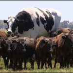 Big cow