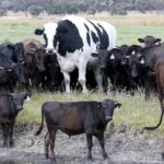 Knickers huge cow
