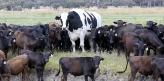 An enormous steer in Western Australia is making headlines