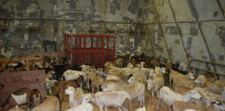 Fiji exports $176k worth of livestock to Tonga