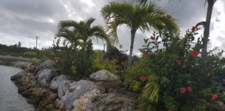 Rugby madness and royal visit brought out the red and white in Tonga and New Zealand